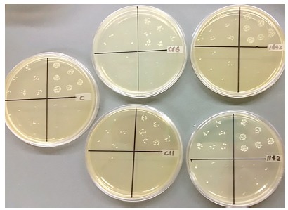 Figure 5