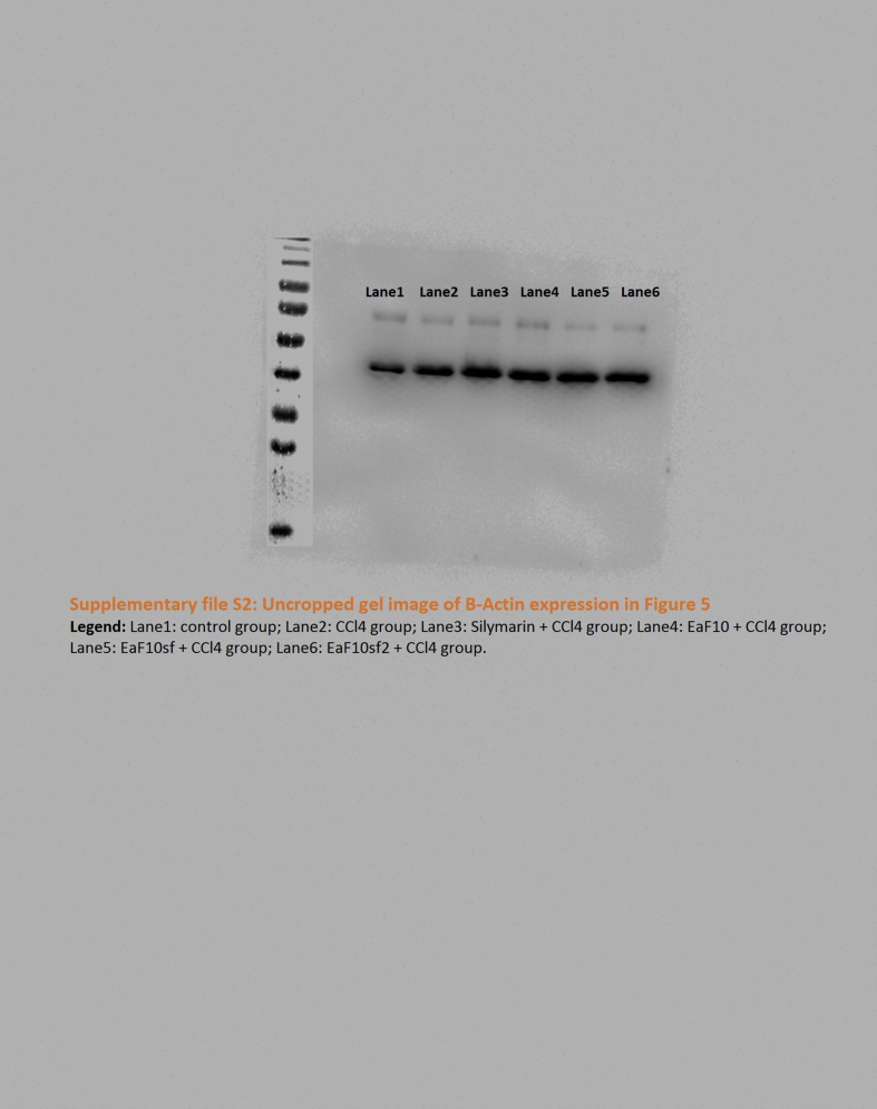 Supplementary file S3 Uncropped Gel Nrf2 Figure 7