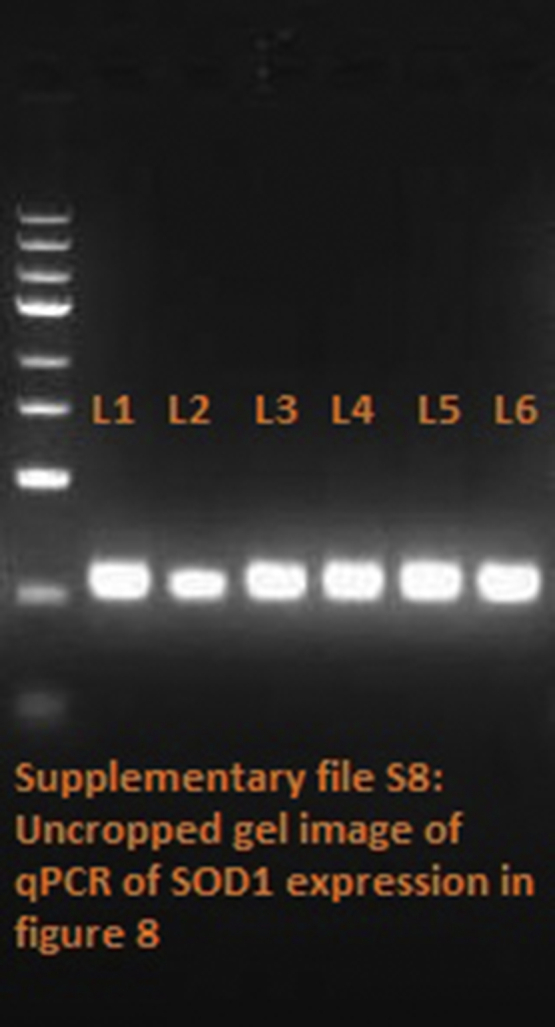 Supplementary file S9 Uncropped gel of GST in figure 8