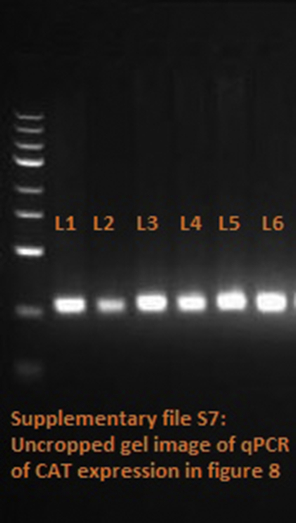 Supplementary file S8 Uncropped gel of SOD1in figure 8