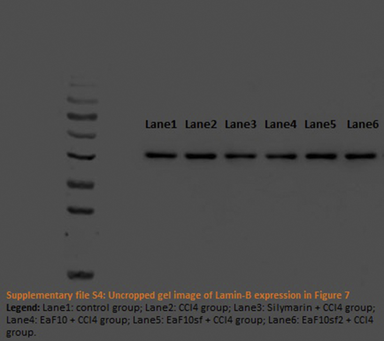 Supplementary file S5 Uncropped gel of Keap-1 in Figure 7