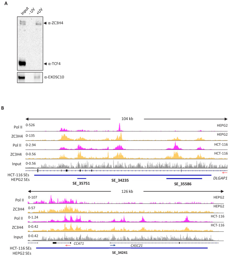 Figure 5—figure supplement 1.