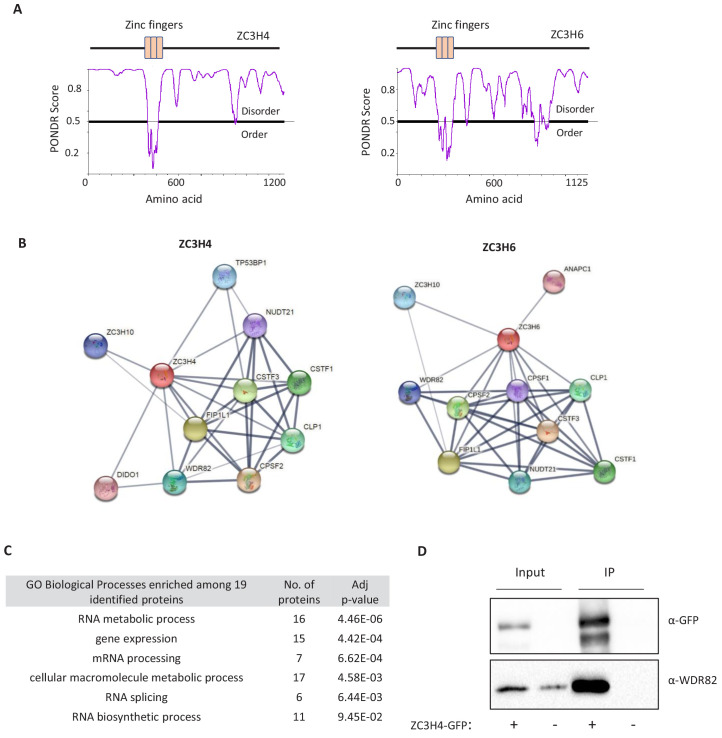 Figure 1—figure supplement 2.