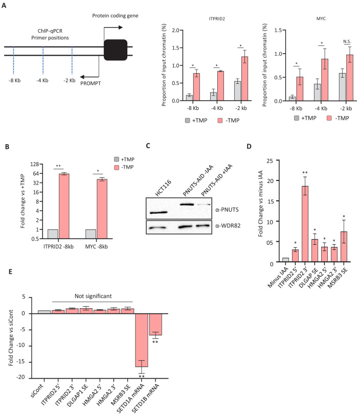 Figure 4—figure supplement 1.