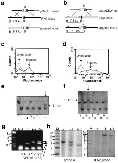 FIG. 1