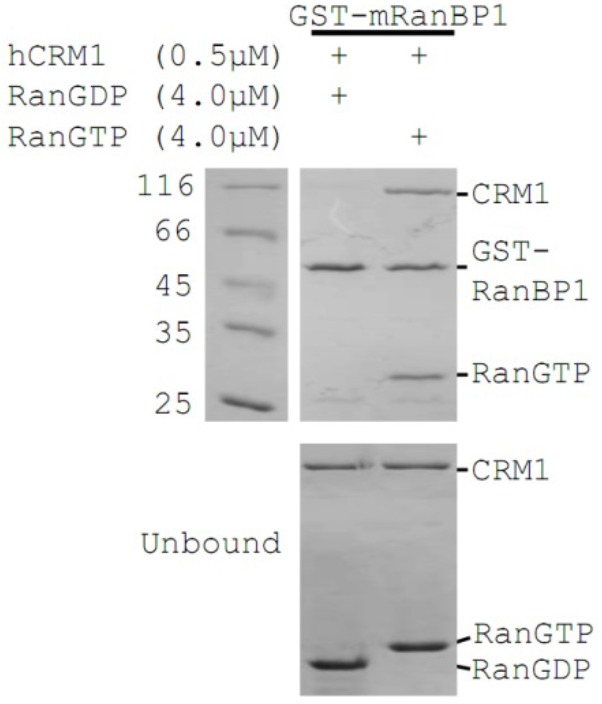 Figure 1—figure supplement 3.