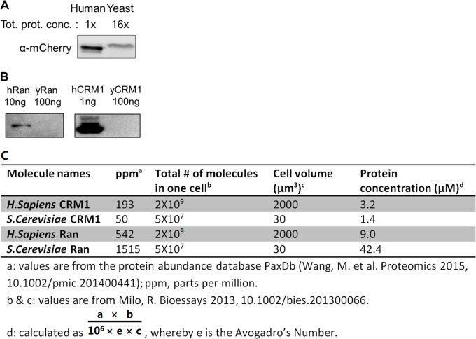 Figure 8—figure supplement 2.