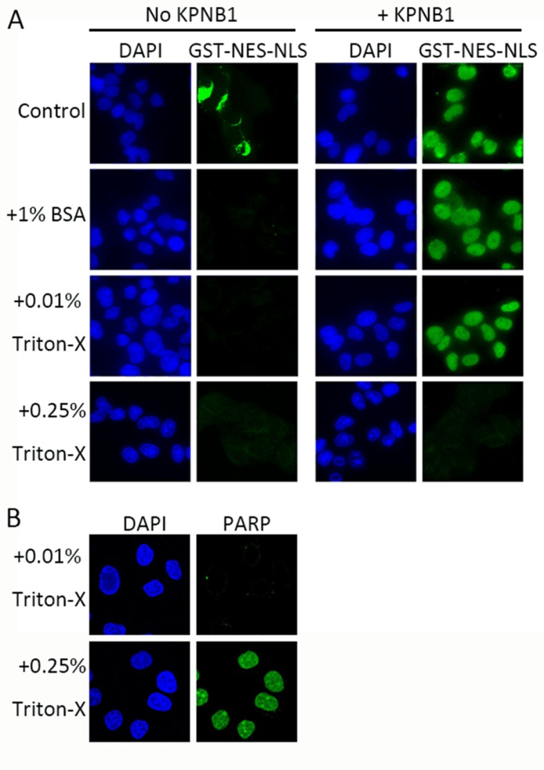 Figure 3—figure supplement 1.