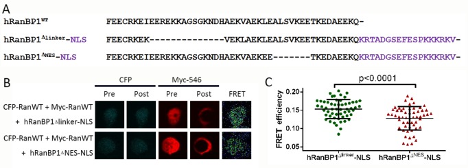 Figure 5—figure supplement 2.