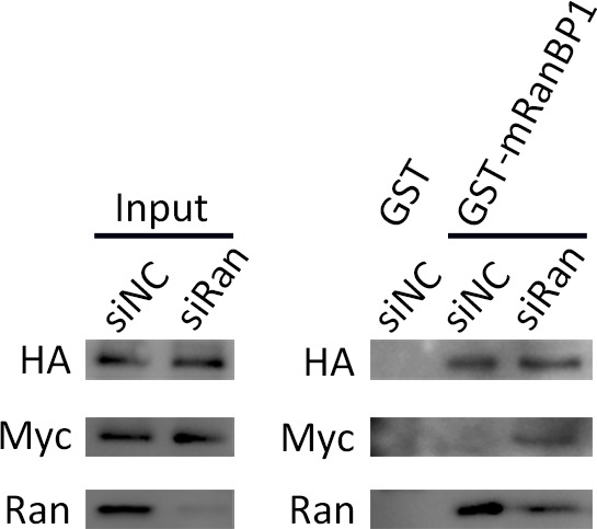 Figure 5—figure supplement 1.