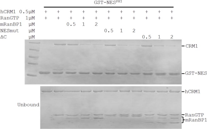 Figure 2—figure supplement 1.