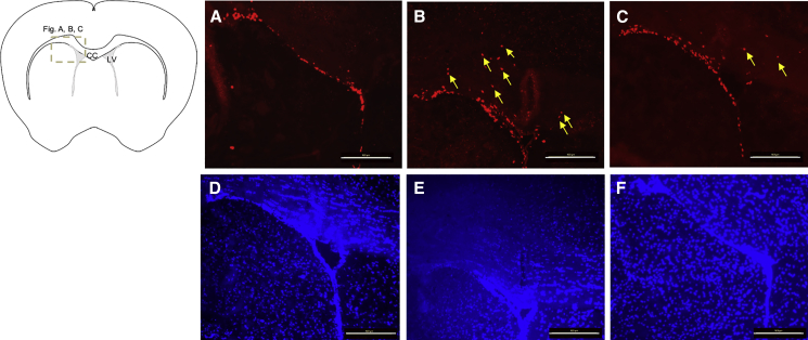 Figure 4