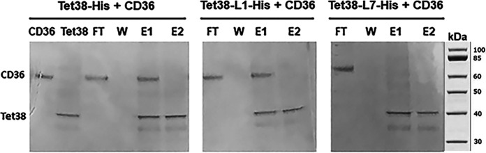 FIG 2