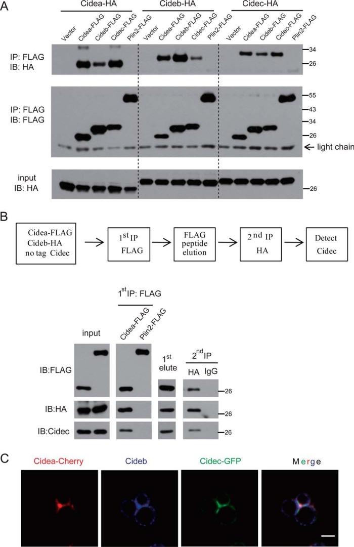 FIGURE 3.