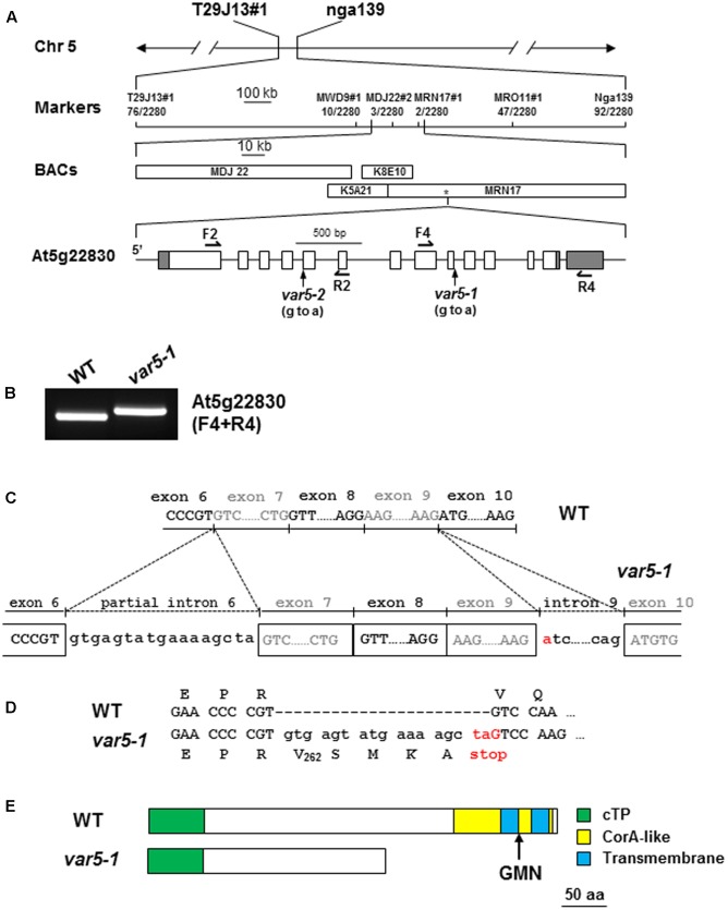 FIGURE 2