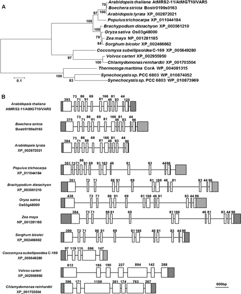 FIGURE 4