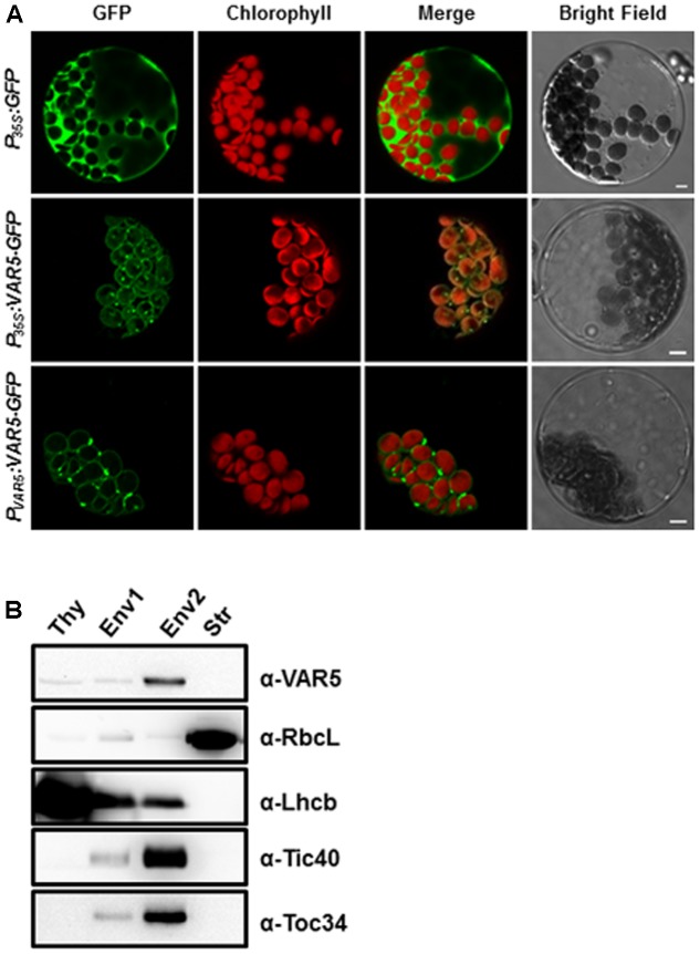 FIGURE 5