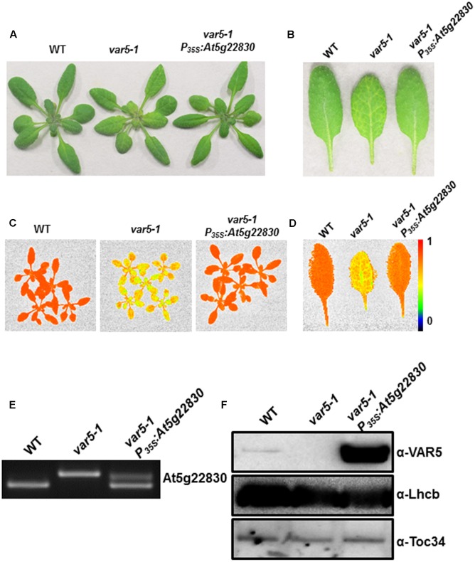 FIGURE 3