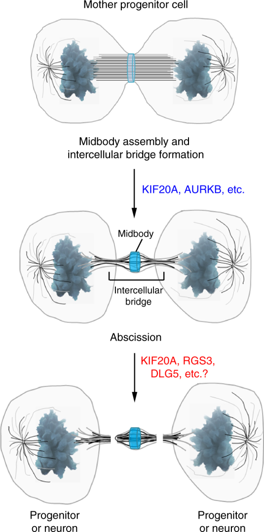 Fig. 9