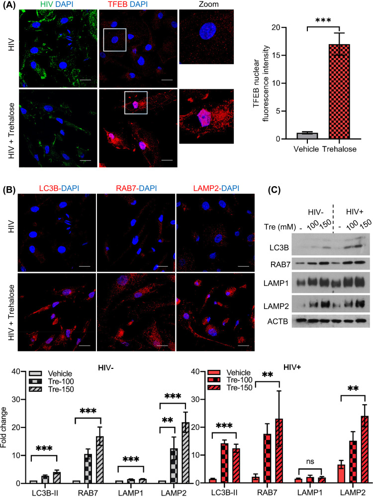 FIG 3