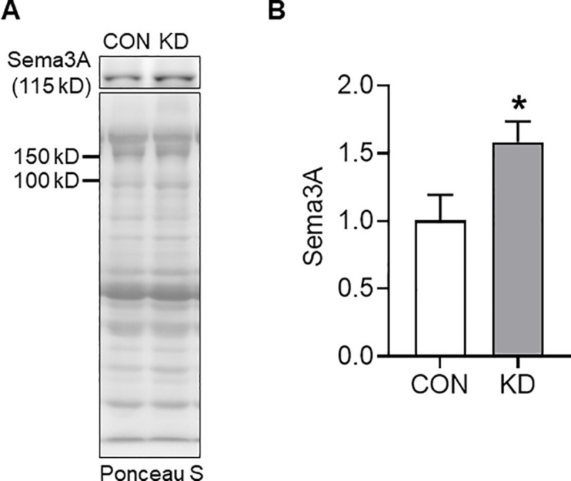 Fig 5