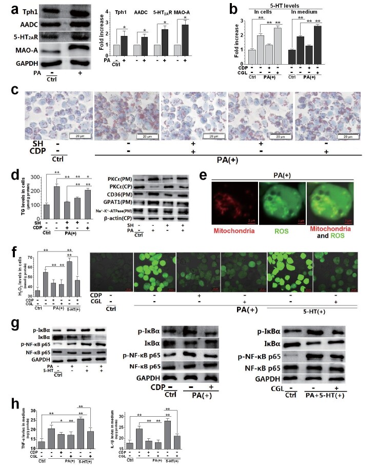 Fig.5. Relationship between 5-HT system activation and PA-induced dysfunctions in THP-1 cell-derived macrophages