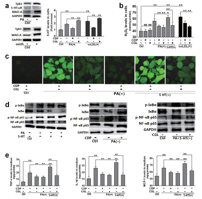 Fig.6. Relationship between 5-HT system activation and PA or oxLDL-induced dysfunctions in HUVECs