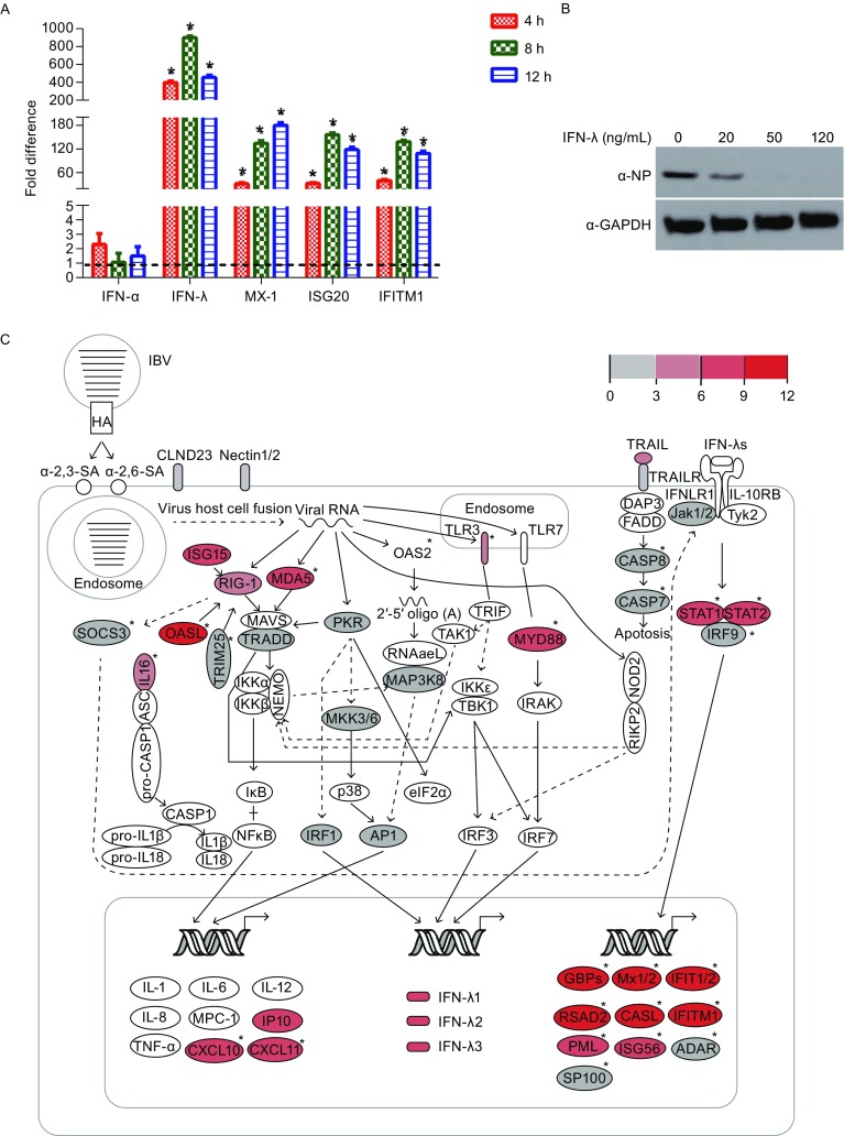 Figure 1