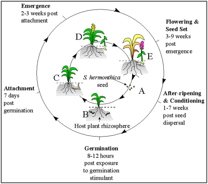 FIGURE 2