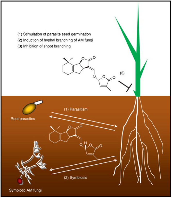 FIGURE 3