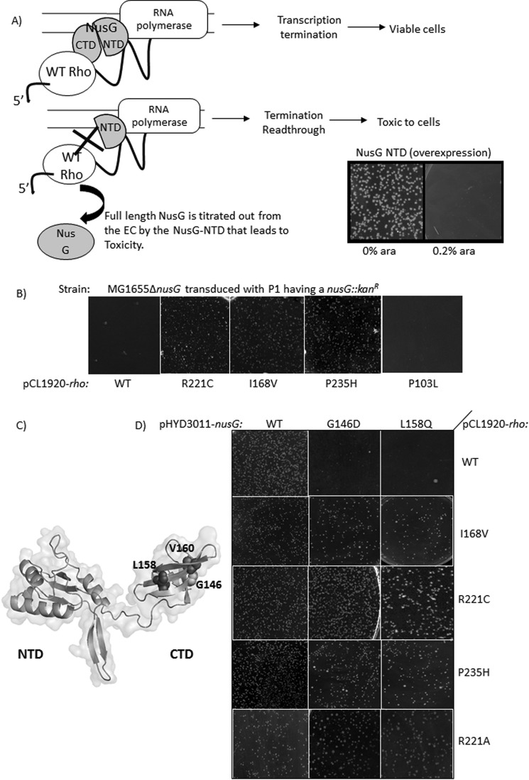 FIGURE 1.