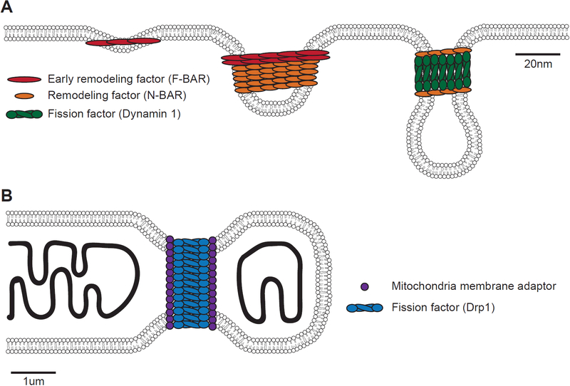 Figure 1: