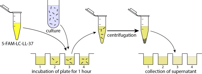 Appendix 3—figure 1.