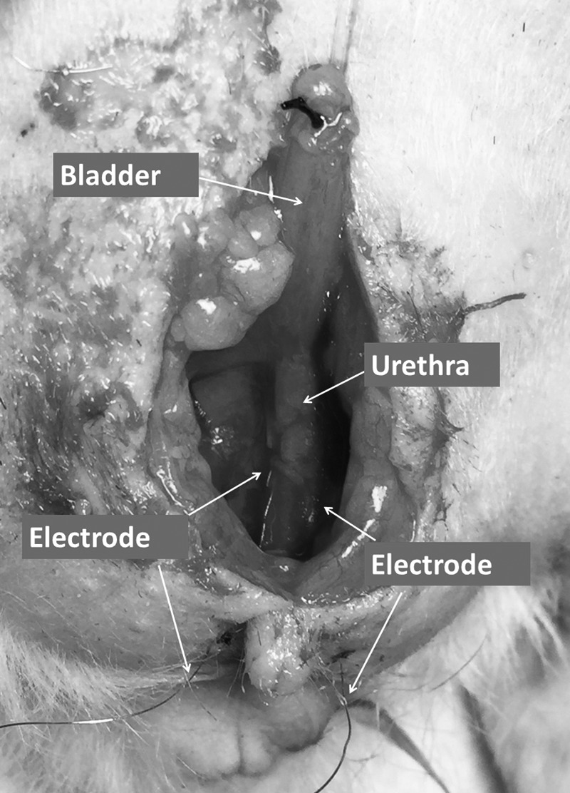 FIG. 1.