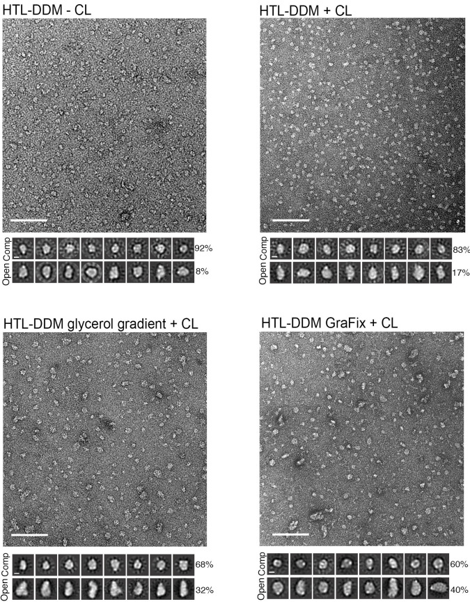 Figure 3—figure supplement 1.