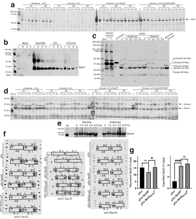 Figure 5—figure supplement 1.