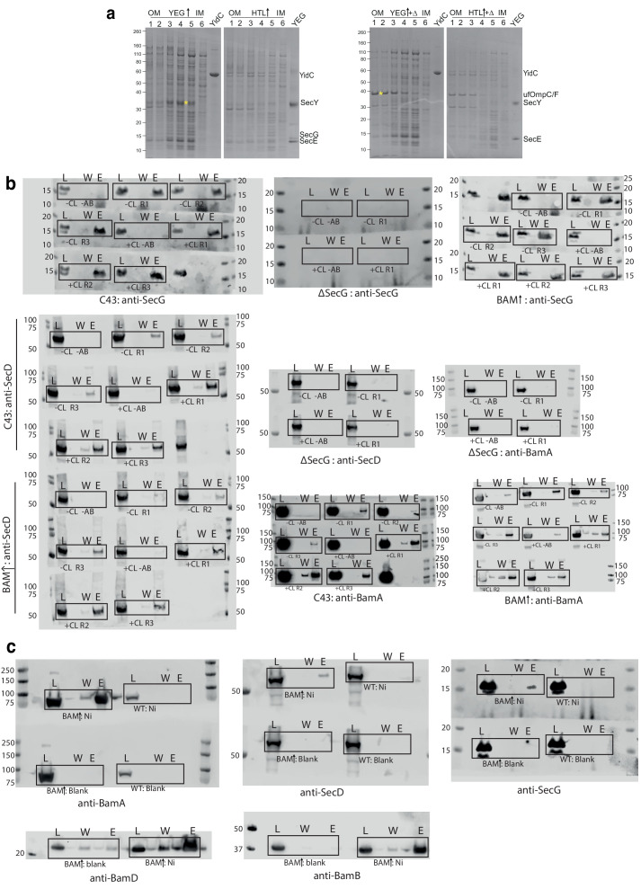 Figure 1—figure supplement 1.