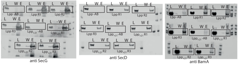 Figure 4—figure supplement 1.