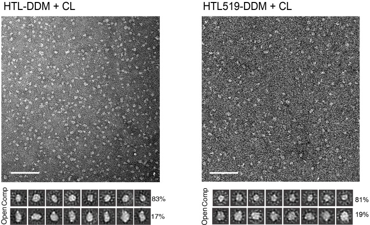 Figure 6—figure supplement 1.