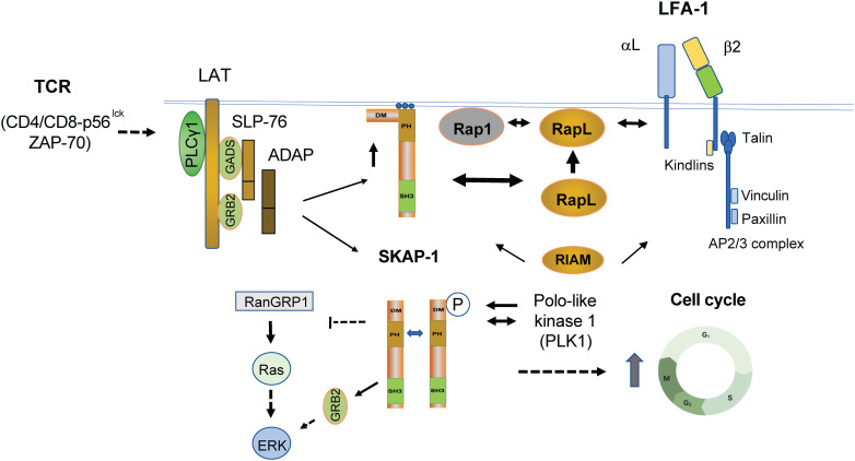 Figure 2