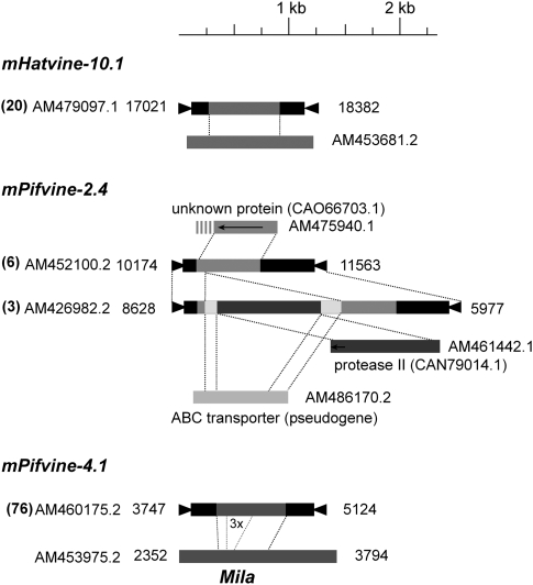 FIG. 1.—