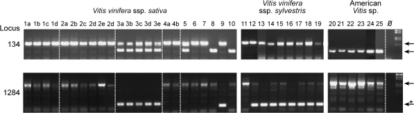 FIG. 3.—