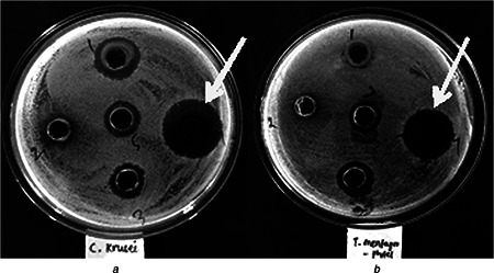 Fig. 6