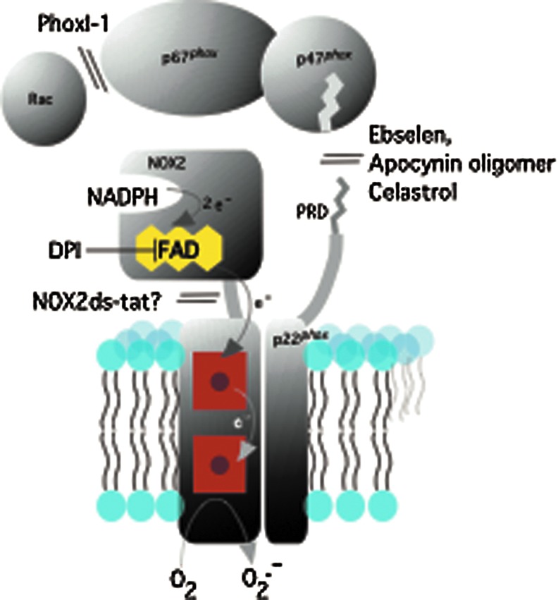 FIG. 1.