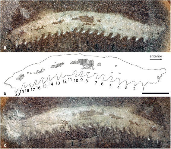 Fig. 2