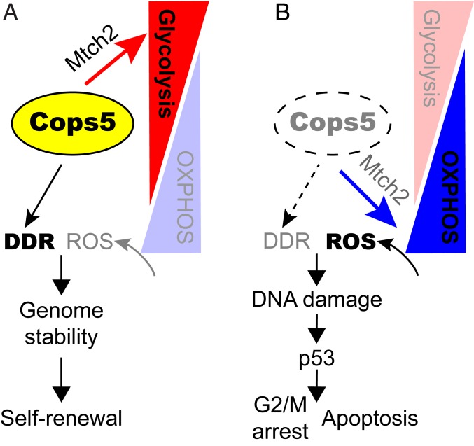 Fig. 7.