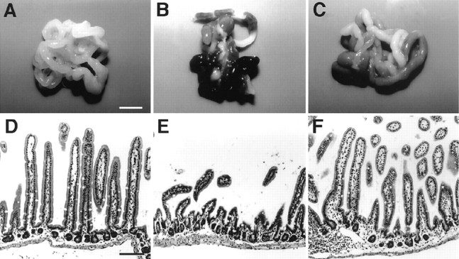 Fig. 8.