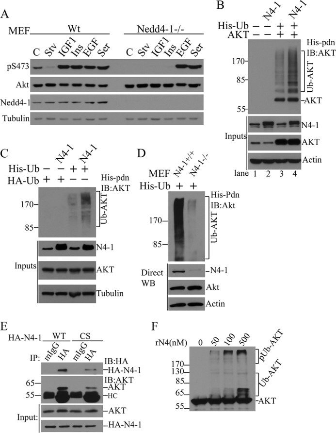 FIGURE 1.