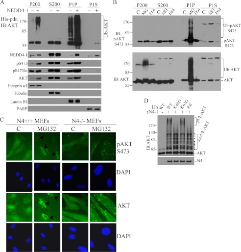 FIGURE 4.