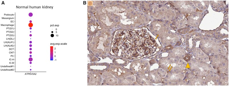 FIGURE 4: